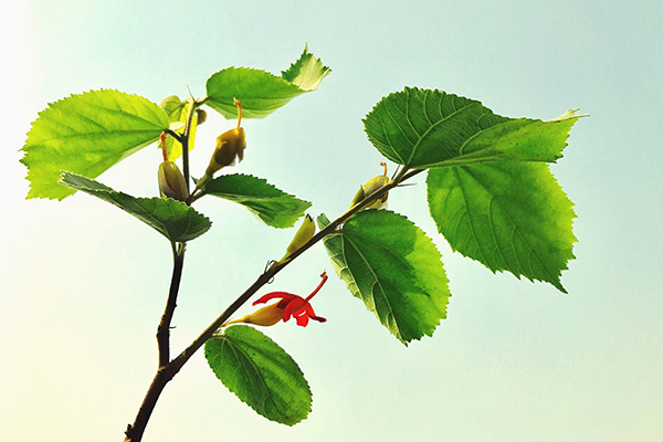 ギムネマシルベスタ