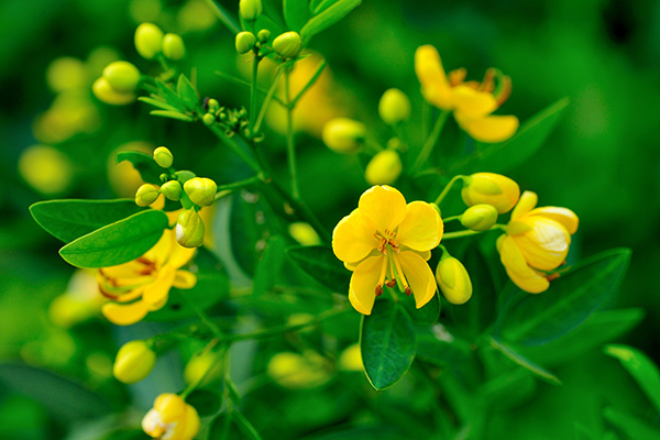 エビスグサ