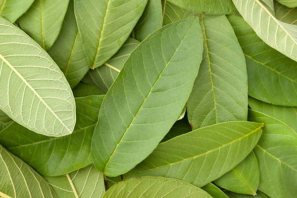 グアバ葉